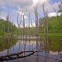 Photo of Garrett State Forest