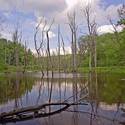 Garrett State Forest