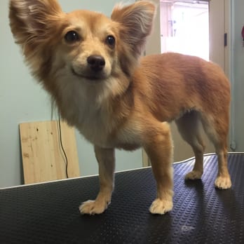 K9 Spa - My papillon/chihuahua Tobey never looked better! Thanks Jenny! - Pet Groomers Near Me - San Francisco, California K9 Spa - My papillon/chihuahua Tobey never looked better! Thanks Jenny! - Pet Groomers Near Me - San Francisco, California