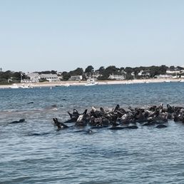 Seal watch in August