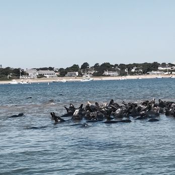 Blue Claw Boat Tours - Seal watch in August - Boat Tours Near Me - Medomak, Maine