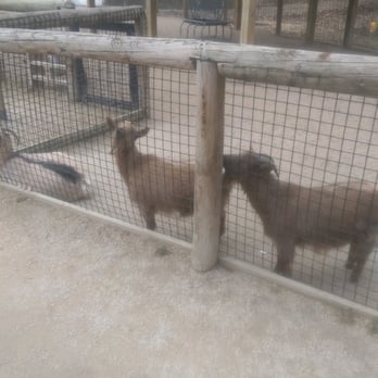 Blank Park Zoo - Goats - Zoos Near Me - Des Moines, Iowa Blank Park Zoo - Goats - Zoos Near Me - Des Moines, Iowa