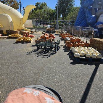 The Valencia Pumpkin - Pumpkin - Pumpkin Patches Near Me - Santa Clarita, California The Valencia Pumpkin - Pumpkin - Pumpkin Patches Near Me - Santa Clarita, California