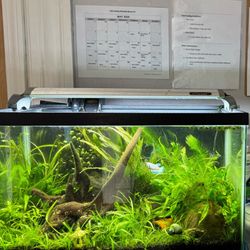 Philthy Tanks - Recent tank set up and scaped by me for customer