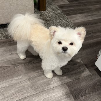 Doggie Dos - Pet Groomers Near Me - La Mesa, California Doggie Dos - Pet Groomers Near Me - La Mesa, California