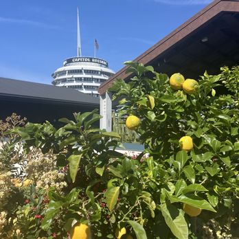 Lemon Grove - Lemon tree - Cocktail Bars Near Me - Los Angeles, California