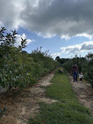 Justus Orchard by null