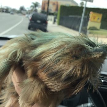 Royalty Pet Care - Pet Groomers Near Me - Pasadena, California