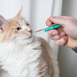 Suwanee Pharmacy - Veterinary Compounding