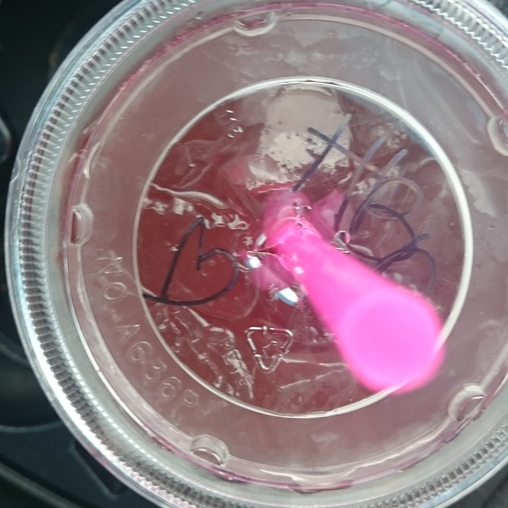 Dutch Bros Coffee - Happy birthday !!  She was sweet to write in my cup. - Coffee & Tea Near Me - Mesa, Arizona
