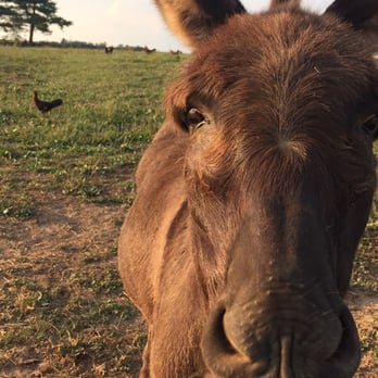 Zubrod Stables - We have donkeys (and chickens) too! - Horseback Riding Near Me - Prospect, Kentucky