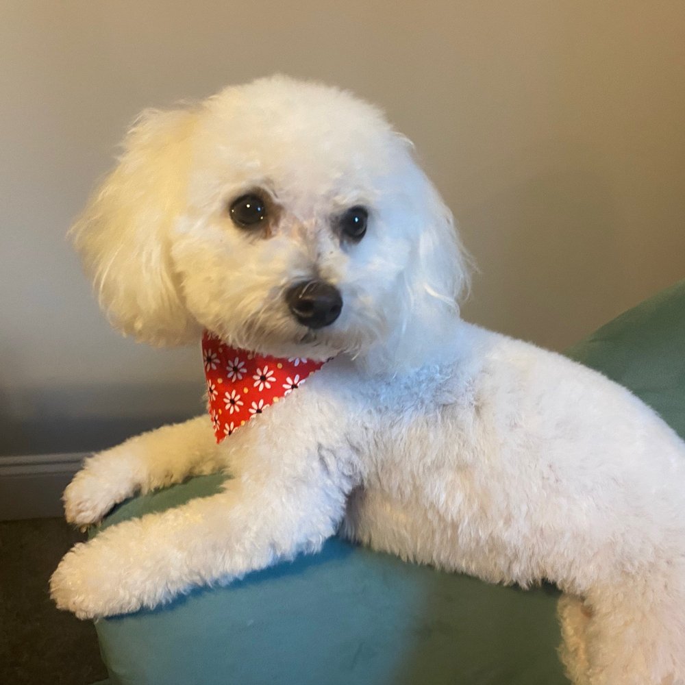 Prior groom with reliable groomer Prior groom with reliable groomer