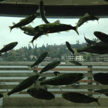 Highline MaST Aquarium - Aquariums Near Me - Des Moines, Washington Highline MaST Aquarium - Aquariums Near Me - Des Moines, Washington
