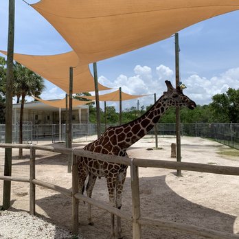 Naples Zoo - Tall longneck - Zoos Near Me - Naples, Florida