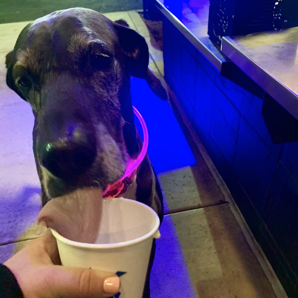 Dutch Bros Coffee - Human and dog approved  great service and great drinks! - Coffee & Tea Near Me - Phoenix, Arizona