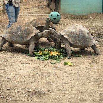 Austin Zoo - Zoos Near Me - Austin, Texas