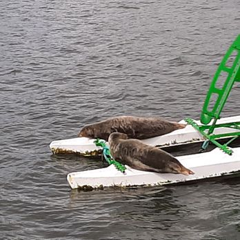 forth boat tours - Great views of the seals on our Three Bridges & Inchcolm Island Cruise - Boat Tours Near Me - Edinburgh, EDH