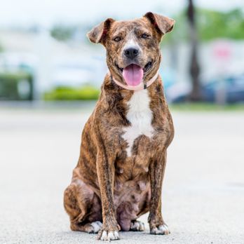 Applause Your Paws - Journey. Rescue from Furry Paws 4 Furry Hearts. - Pet Training Near Me - Miami, Florida