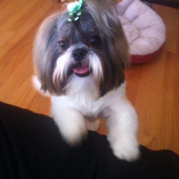 happy puppy grooming boutique