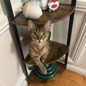 Spring Creek Kennel & Cattery - Pet Sitting Near Me - Spring Valley, California Spring Creek Kennel & Cattery - Pet Sitting Near Me - Spring Valley, California