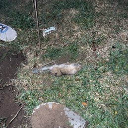 Captured gopher Captured gopher