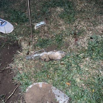 Safe Gopher Removal - Captured gopher - Pest Control Near Me Safe Gopher Removal - Captured gopher - Pest Control Near Me