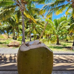 Punakea Palms - Coconut water