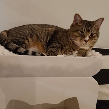 NEKO: A Cat Cafe - Themed Cafes Near Me - Seattle, Washington
