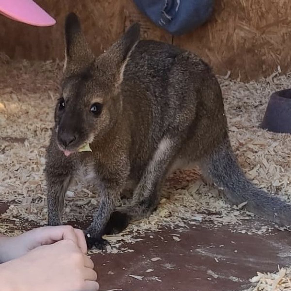 Grand Canyon Deer Farm - Wallaby encounter - Zoos Near Me - Williams, Arizona Grand Canyon Deer Farm - Wallaby encounter - Zoos Near Me - Williams, Arizona