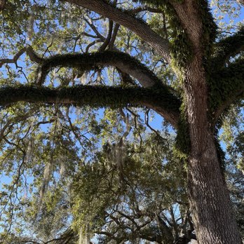 City Park - Moss tree - Parks Near Me - New Orleans, Louisiana City Park - Moss tree - Parks Near Me - New Orleans, Louisiana