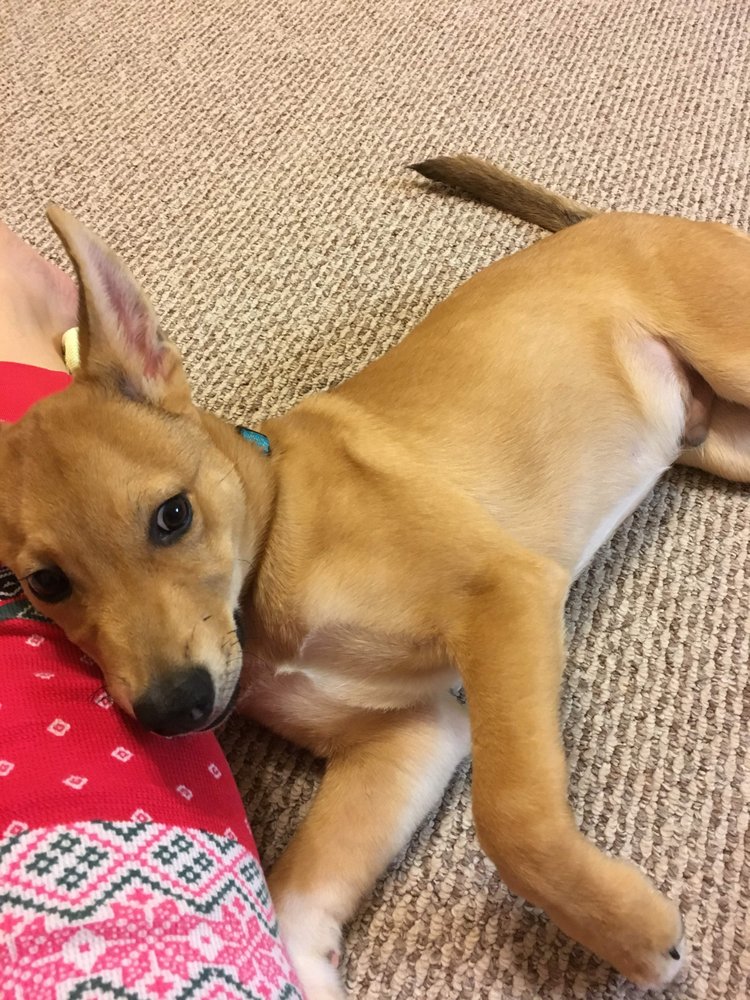 Photos for Abel Pet Clinic Yelp