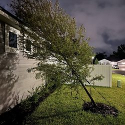Mattamy Homes - Olde Mandarin Estates - Tree fell down to poor installation and the builder is doing nothing about. They are telling me to pay the company to reinstall the tree