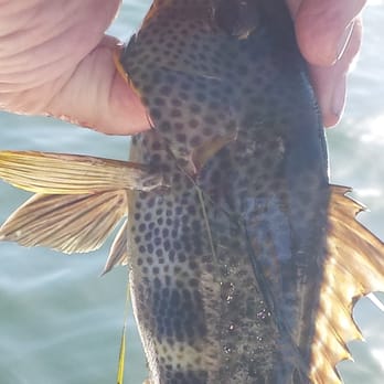 Capt. John Grim "The Salty Doc" - Spotted Bass: maybe next year, little feller. - Tours Near Me - San Diego, California Capt. John Grim "The Salty Doc" - Spotted Bass: maybe next year, little feller. - Tours Near Me - San Diego, California