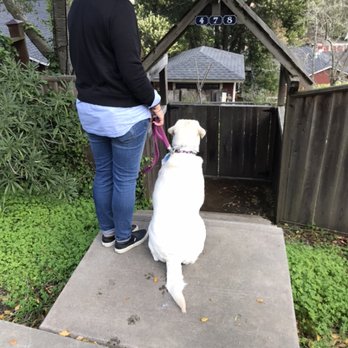 Sir Walks A Lot - Dog Training in Mill Valley.
Slowing the process down and building upon success while resisting behaviors we don't want to see anymore. - Dog Walkers Near Me - San Rafael, California Sir Walks A Lot - Dog Training in Mill Valley.
Slowing the process down and building upon success while resisting behaviors we don't want to see anymore. - Dog Walkers Near Me - San Rafael, California