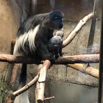 Wilder Institute Calgary Zoo - Monkeys! - Zoos Near Me - Calgary, Alberta Wilder Institute Calgary Zoo - Monkeys! - Zoos Near Me - Calgary, Alberta