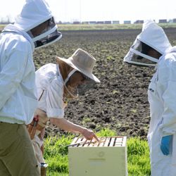 Urban Bee Supplies and Education