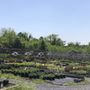 Photo of Middle Creek Nursery