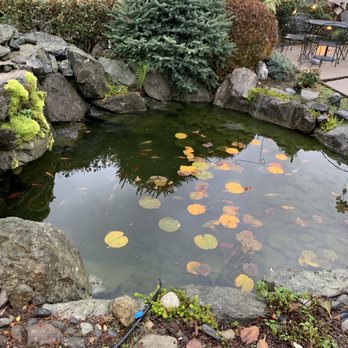 Umi Cafe - Outdoor koi pond - Bubble Tea Near Me - Issaquah, Washington Umi Cafe - Outdoor koi pond - Bubble Tea Near Me - Issaquah, Washington
