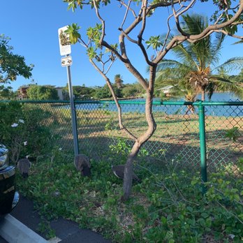 Banzai Bowls - Peacocks  on the loose in parking lot - Juice Bars & Smoothies Near Me - Haleiwa, Hawaii