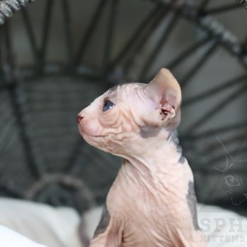 Sphynx Kittens Breeder - Pet Breeders Near Me - Sacramento, California Sphynx Kittens Breeder - Pet Breeders Near Me - Sacramento, California