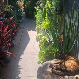 Shop cat (tortie) Shop cat (tortie)