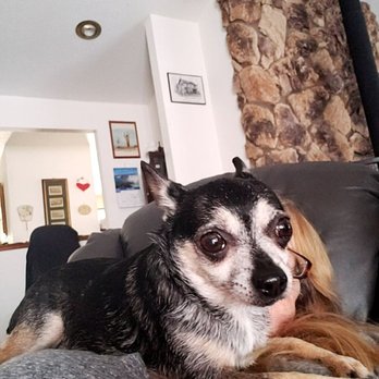 4 Runners 4 Your Pets - Bubbles - Pet Sitting Near Me 4 Runners 4 Your Pets - Bubbles - Pet Sitting Near Me