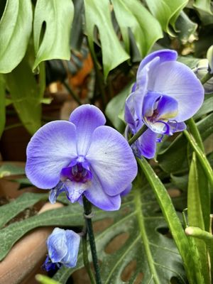 Lauritzen Gardens by null