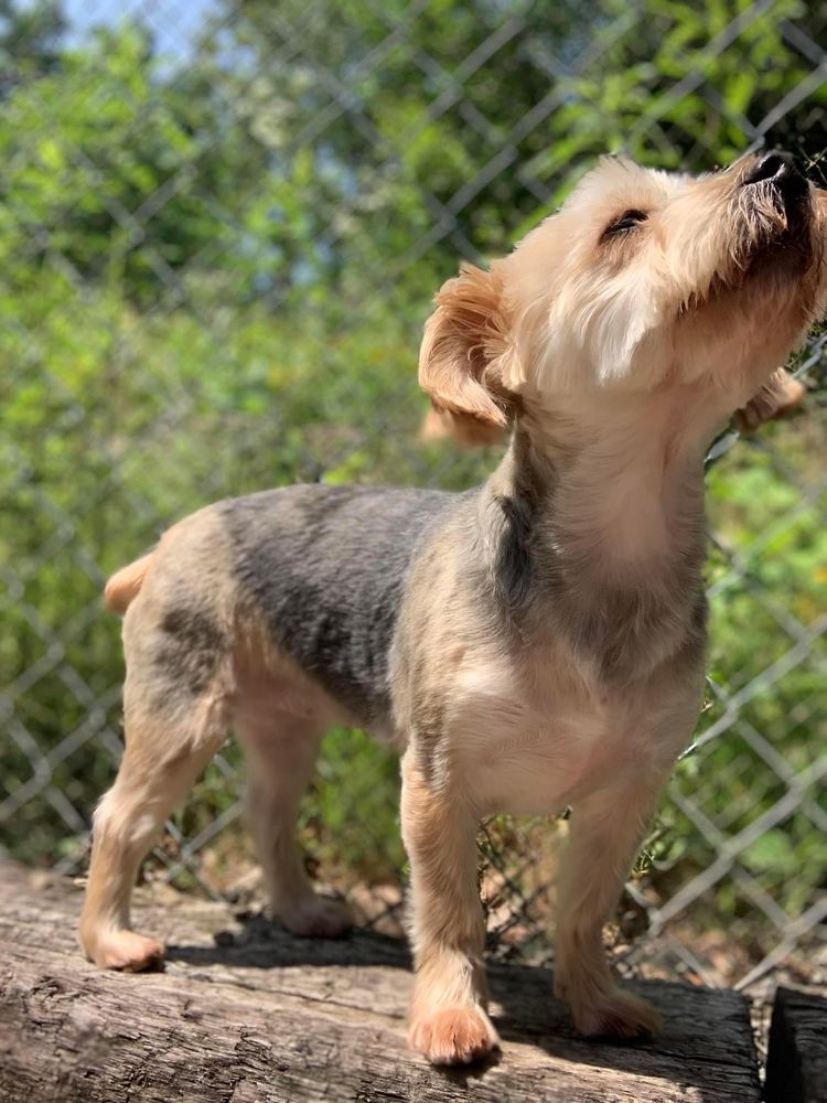DOGWOODS BOARDING KENNEL Updated August 2024 327 Old Mill White Ext