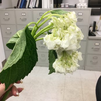 A Velvet Rose - After 12 hours - Florists Near Me - North Arlington, New Jersey