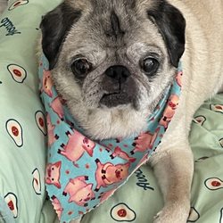 Bridgeville Animal Hospital