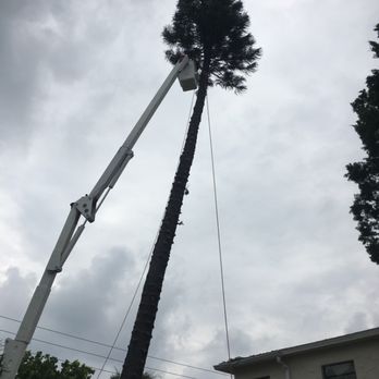 Bay Area Tree Service - Y'all Norfolk pine removal! - Tree Services Near Me Bay Area Tree Service - Y'all Norfolk pine removal! - Tree Services Near Me