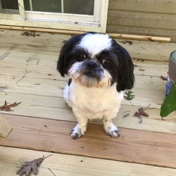 Briar Cove Kennels