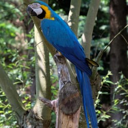Zoo du Bassin d'Arcachon - Ara Bleu