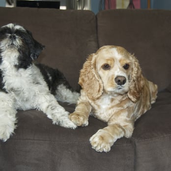 Doggie Scrub & Styles - Ginger, freshly groomed and happy, with her handsome man, Bailey. - Pet Groomers Near Me Doggie Scrub & Styles - Ginger, freshly groomed and happy, with her handsome man, Bailey. - Pet Groomers Near Me